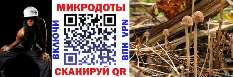 Купить  Верхняя Пышма  Галлюциногенные грибы Psilocybine cubensis 
